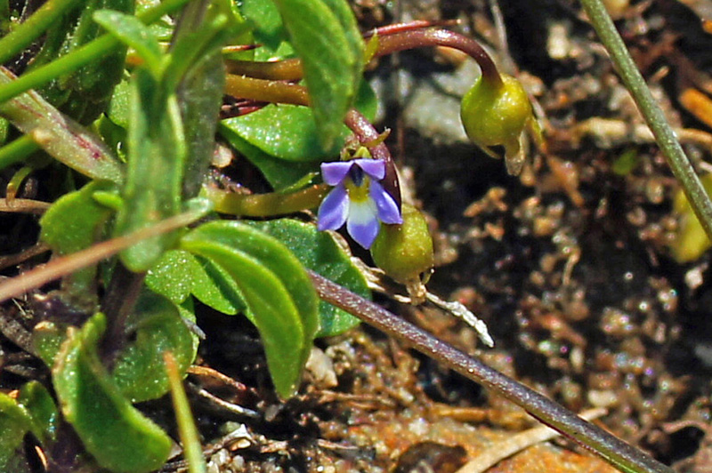 Soenopsis minuta sl.